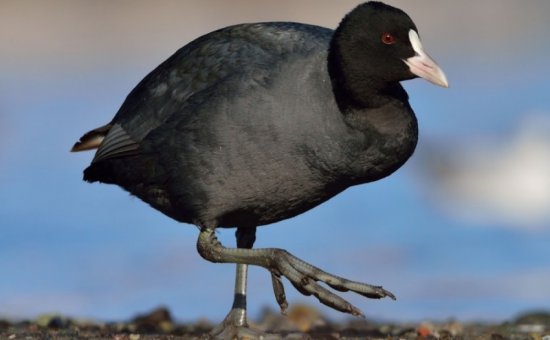 Koycegiz animal species