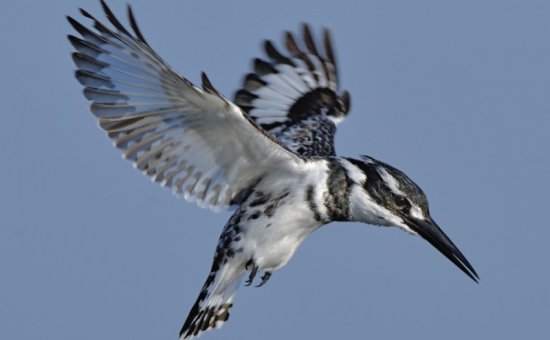 Koycegiz animal species