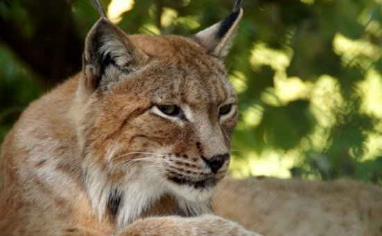 Koycegiz animal species