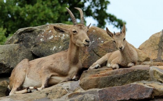 Koycegiz animal species