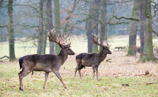 Koycegiz animal species