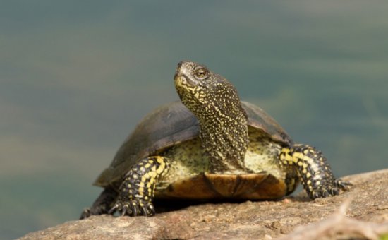 Koycegiz animal species
