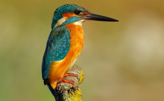 Koycegiz animal species