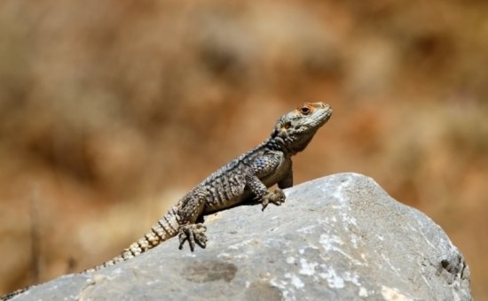 Koycegiz animal species